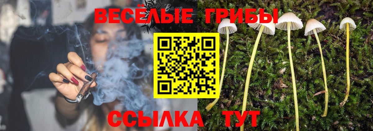 Псилоцибиновые грибы Psilocybe Гудермес